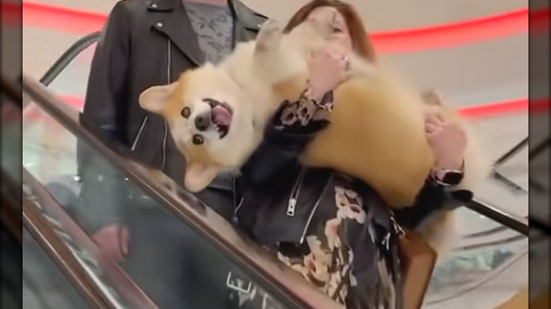 A woman carrying a corgi upside down on an escalator.
