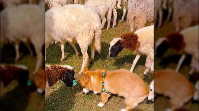 A corgi and multiple sheep sniffing the ground on a sunny day.