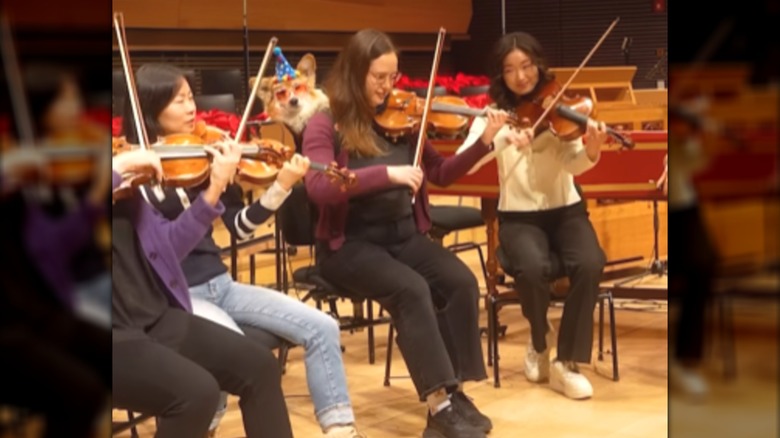 A violinist with a corgi in her backpack playing with other musicians.