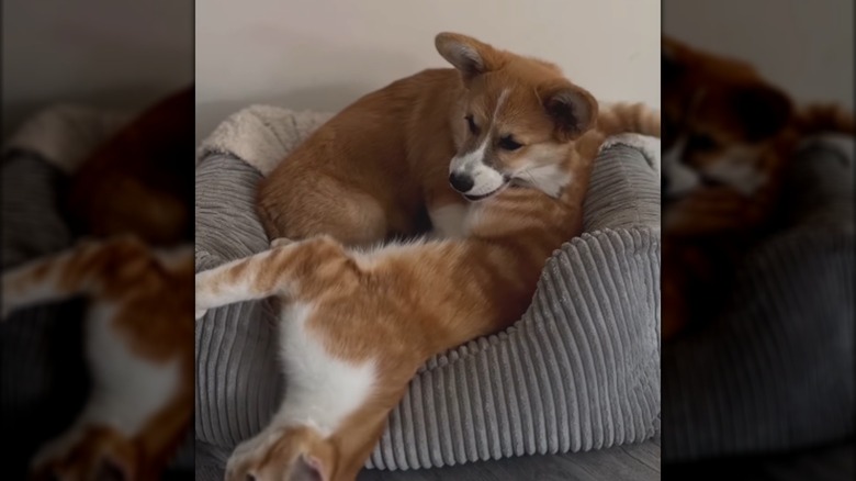 An orange cat and a copper-toned corgi playing on a gray pet bed.
