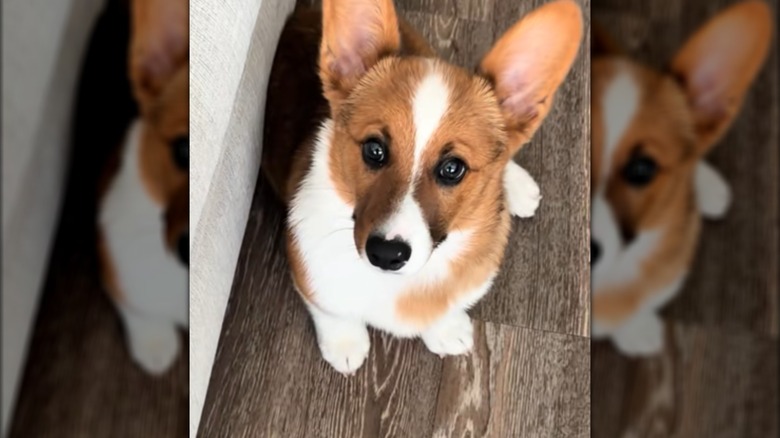 A corgi sitting on a wooden floor, looking toward the ceiling.