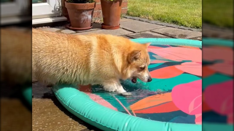 A corgi stepping onto a splash pad on a sunny day.
