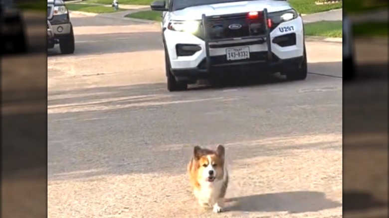 A tiny corgi being chased by a police car.