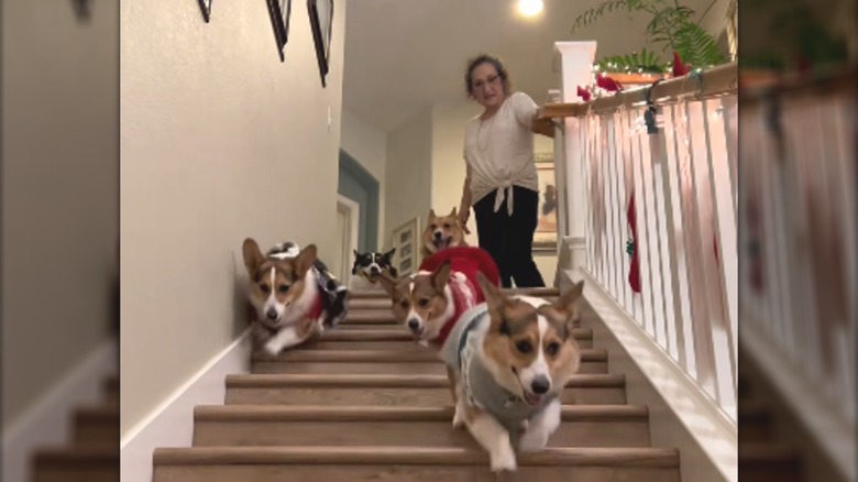 A woman and five corgis go down a staircase.