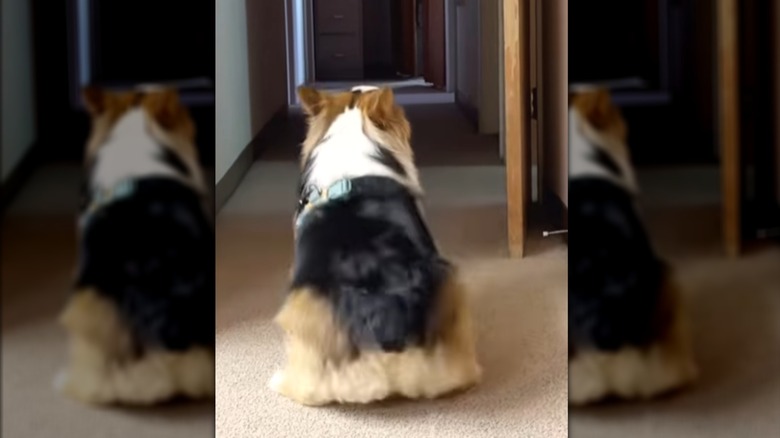 A corgi sitting in a hallway.