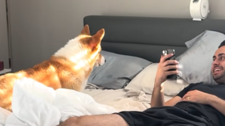 A corgi sitting next to a man on a sunny bed.