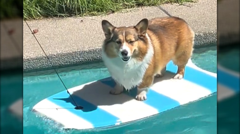 A smiling corgi standing on a striped bodyboard in a pool.