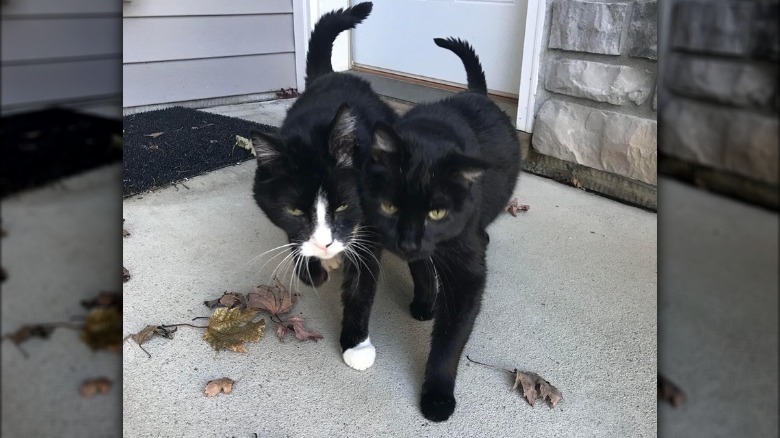 Two senior cats walk side by side.