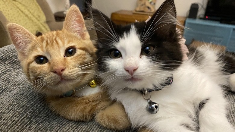 Two kittens one orange and the other black and white lying side-by-side.