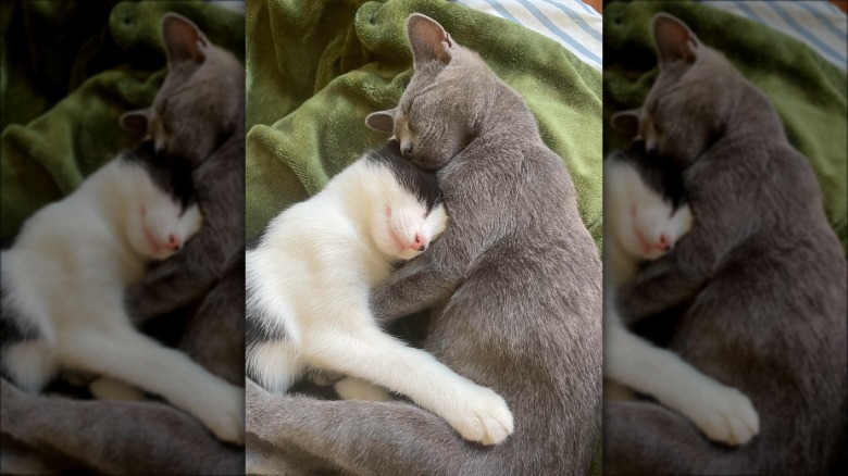 Two sleeping kittens cuddle on a green blanket.