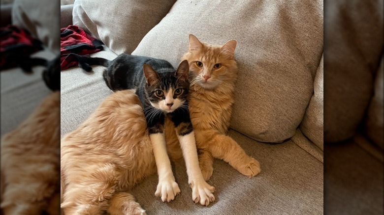 Short haired cat lies on top of long haired cat.