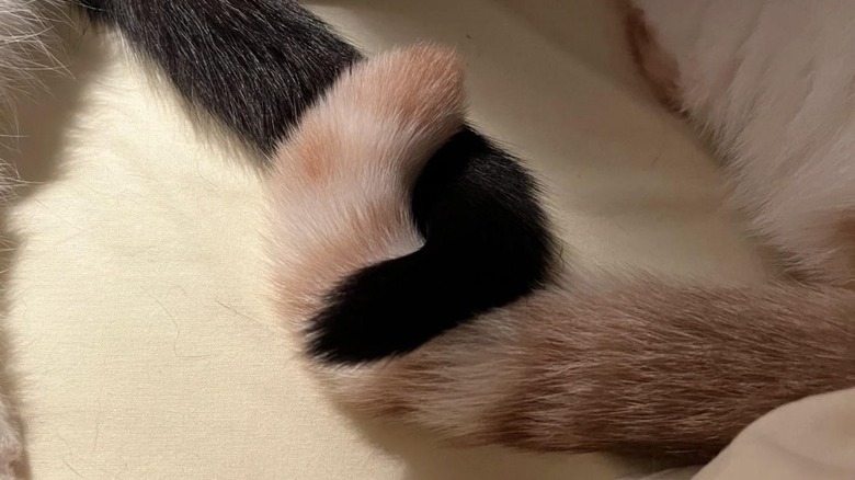 Black cat tail and striped ginger cat tail curled around each other.