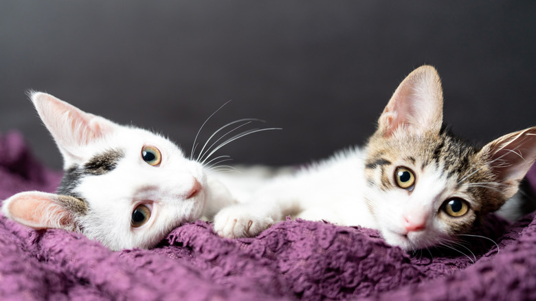 Cats snuggling on a purple blanket