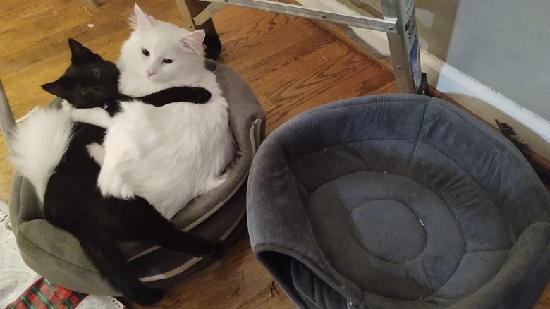 A short haired black cat and a long haired white cat share one cat bed sitting next to an empty cat bed.