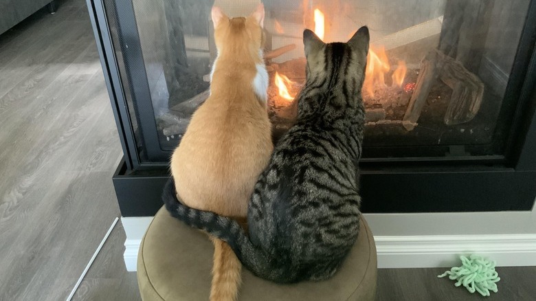 Tabby cat curls tail around ginger cat while sitting side-by-side in front of fireplace.