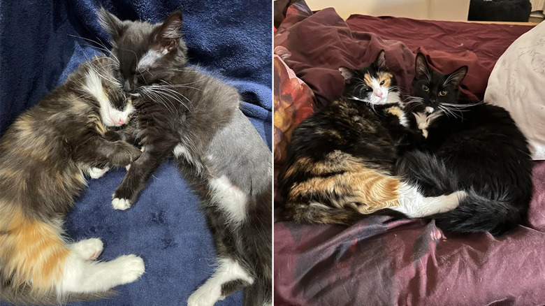 A pair of cats cuddling as kittens and as adults.