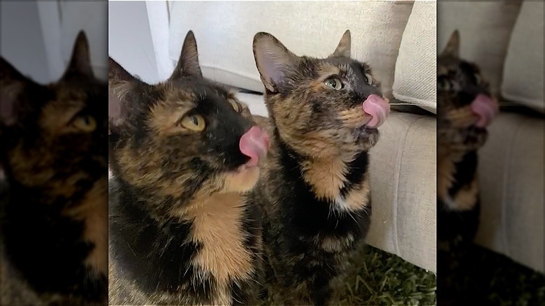 Matching tortoiseshell cats lick their lips at the same time.