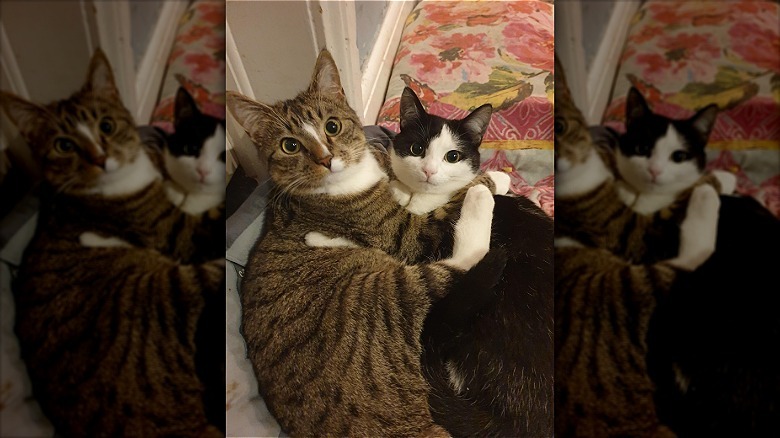 Cuddling pair of cats look at camera.