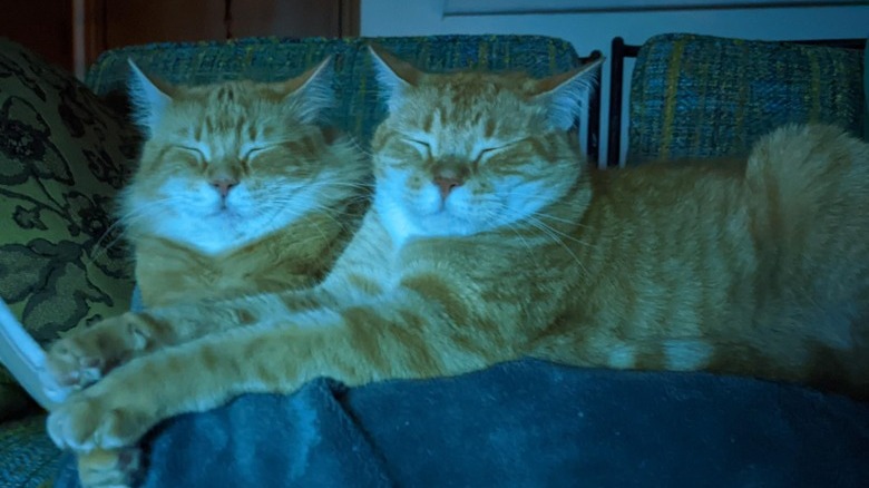 Matching ginger cats lay side-by-side on couch.