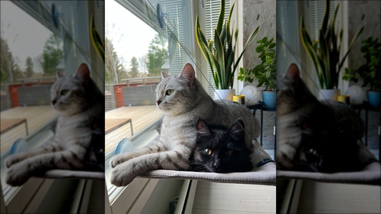 Two cats in a window hammock, one on top of the other.