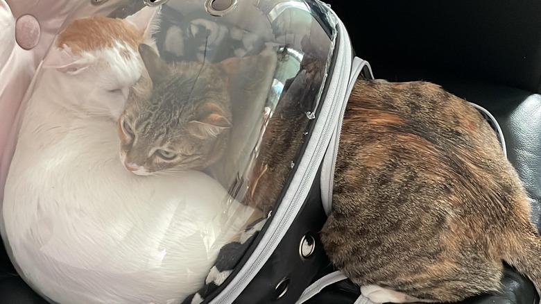 Cat tries to squeeze into occupied cat carrier backpack.