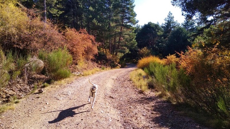 Dog runs down dirt road.