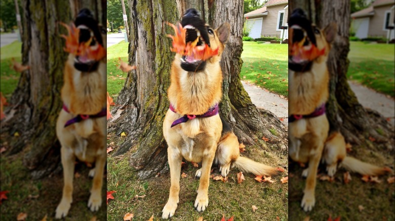 Dog attempts to eat falling orange leaf, looks like it's breathing fire
