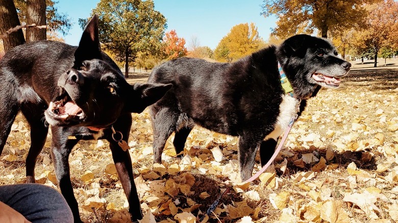 One dog looks into the distance while another tries to eat a falling leaf