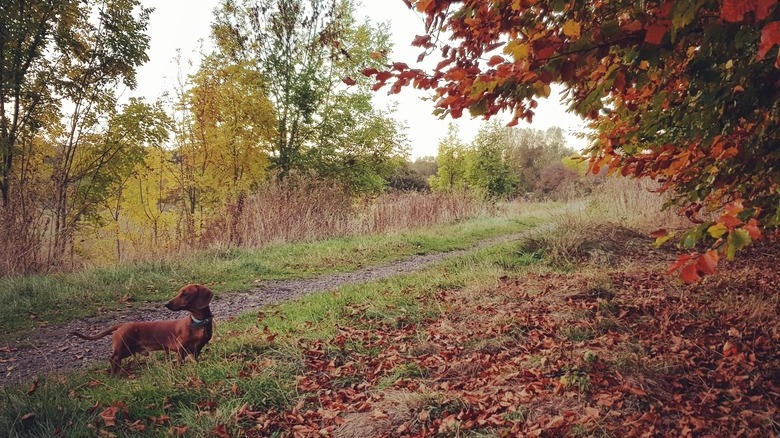 Dachshund poses next to tree with red leaves that match his fur