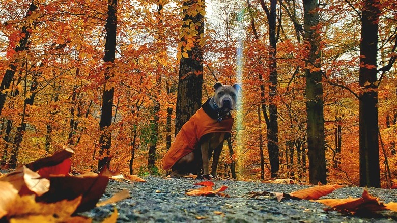 Dog wearing orange jacket poses with fall foliage