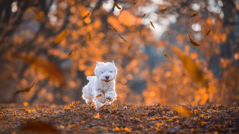 Dog runs through fall foliage