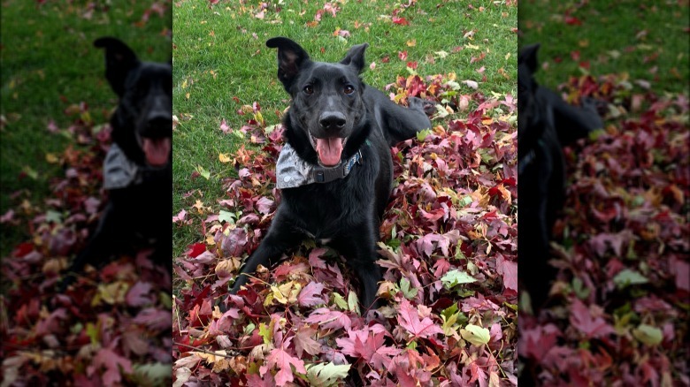 Dog lays in pile of red leaves