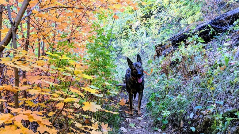 Dog pauses on trail next to fall foliage