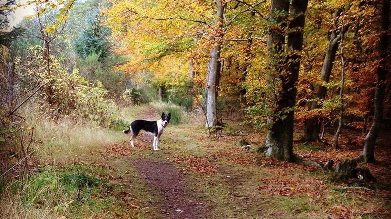 Dog poses with fall foliage while looking back