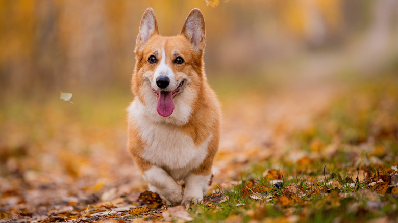 Corgi running through leaves