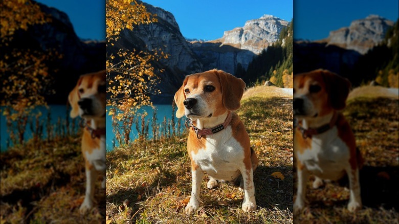 Dog poses with fall foliage next to beautiful landscape