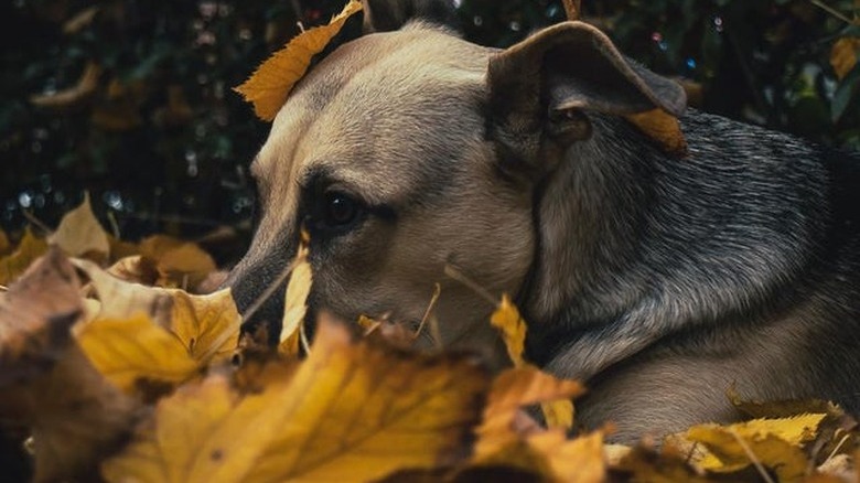 Dog with nose tucked under pile of yellow leaves.