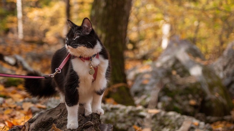 Cat on a leash looks at fall foliage