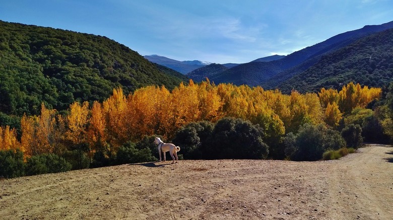 Dog on rolling hills looks at turning leaves
