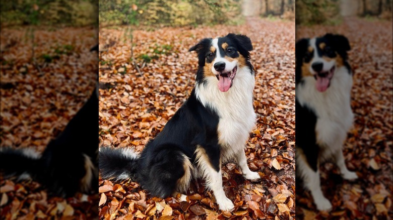 Dog poses with fall foliage.