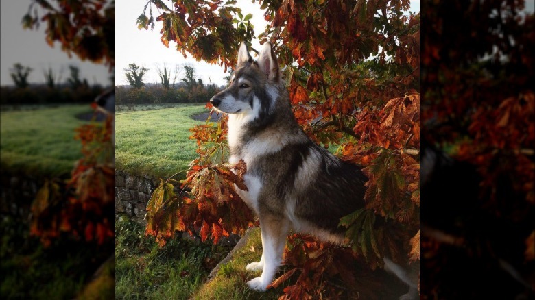 Wolf-like dog poses majestically with fall foliage