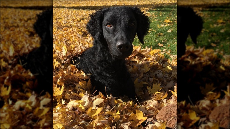 Dog lays in pile of yellow leaves