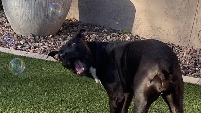 Dog looking over shoulder at bubble with surprise