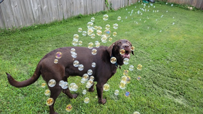 Dog watching stream of bubbles