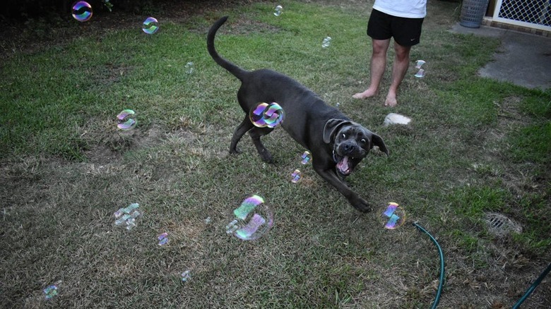 Dog dodging dozens of bubbles