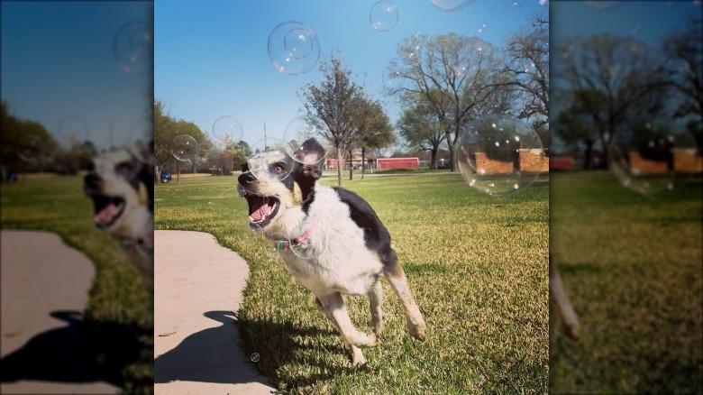 Dog chasing bubbles in park