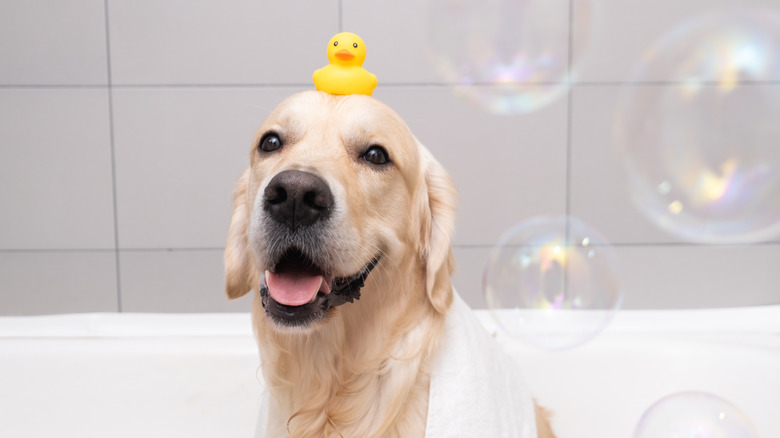 Dog in a bubble bath with a rubber duckie