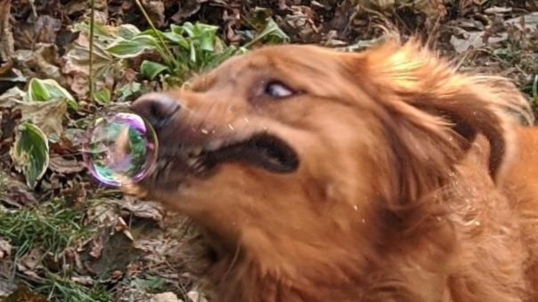 Dog biting down right next to a bubble