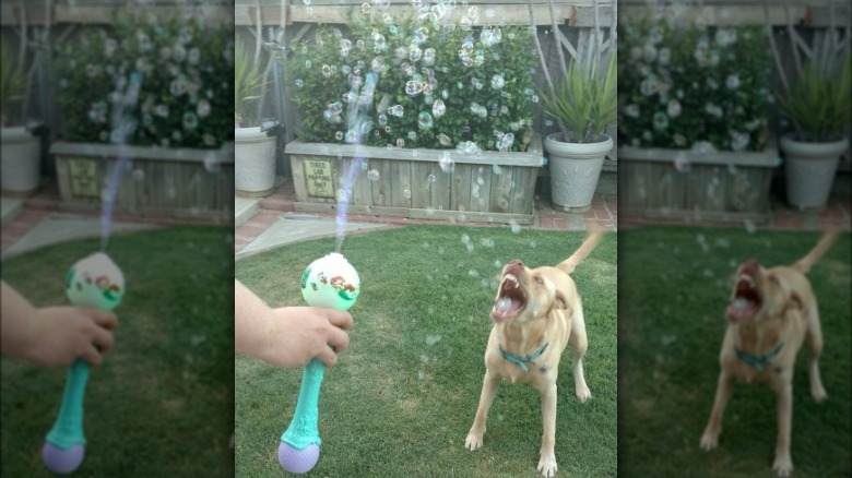 Dog trying to bite stream of small bubbles