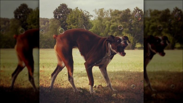 Boxer lunging at bubbles